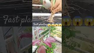 Plantinggardening farming trending viralvideo [upl. by Air758]