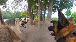 Belgian Malinois Corrects German Shepherd At The Dog Park [upl. by Ayote]