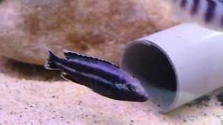 Melanochromis Parallelus F1 [upl. by Cornelius]