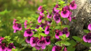 Carpet of Pink Impatiens growing wild at Kaas Plateau [upl. by Atirma678]