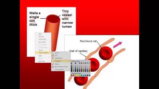 Transport in Humans for IGCSE Biology Part 2blood vessels and the heart [upl. by Tenner295]