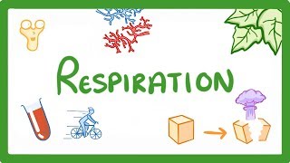 GCSE Biology  Respiration 21 [upl. by Eveineg]