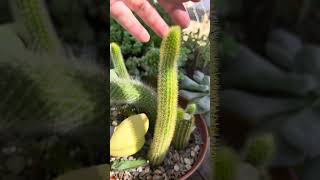 Hermosos peluditos 🌵🤗🫶🏼cleistocactus colademononis😉 [upl. by Maise]