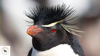 Southern Rockhopper Penguin  Rockhopper Rendezvous [upl. by Ellata]