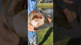 GIANT Bass on a Worm crazy shorts fishing fish [upl. by Jardena178]