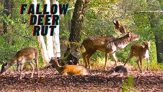 FALLOW DEER RUT [upl. by Razid546]