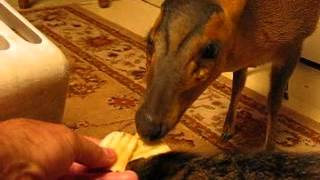 Crazy Wild Bobcat And Deer Playing In My House [upl. by Leaw]