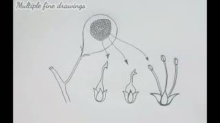 Hypanthodium ficus diagram  hypanthodium diagram [upl. by Ferrick973]