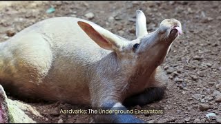 Aardvarks The Underground Excavators [upl. by Tnert]