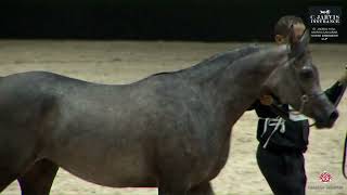 N 15 FERDDAOUSS NDS El Jadida 2024 Moroccan Arab Horse Breeders Cup Fillies 2 Years Old Class [upl. by Arrio]