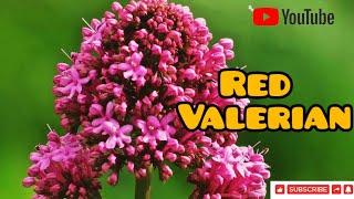 Red Valerian Flower [upl. by Nealson974]