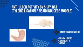 Study of antiulcer activity by pylorus ligated SHAY rat model and NSAID induced ulcer model [upl. by Aihtela]