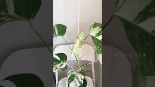 Monstera albo time lapse 10 days in 25 seconds💫 [upl. by Ruthie439]