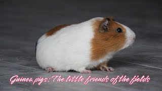 Guinea pigs  The little friends of the fields [upl. by Kessler]