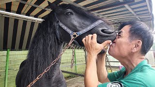 How to replace the beautiful Fresian horse hooves  Professional Farrier [upl. by Fisher627]