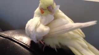 cockatiel preening feathers [upl. by Key]