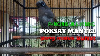 Burung Poksay Mantel Gacor Pancingan Burung Poksay Yang Malas Bunyi [upl. by Boiney]