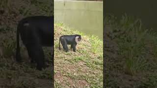 Fact about lion tailed macaque macaque sixearedmacaque wildlife amazingfacts viralshorts2024 [upl. by Demona16]