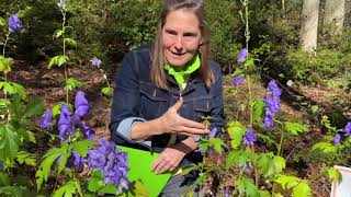 Monkshood is a late blooming nonnative perennial that serves pollinators [upl. by Isyad]