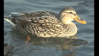 Les Canards en hiver  Documentaire Animalier [upl. by Elbas]