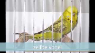 Engelse Grasparkieten Budgerigars Jan Brugman [upl. by Ellicul]