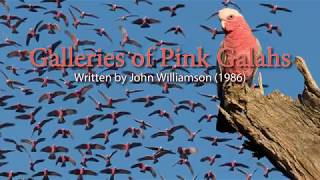 Galleries of Pink Galahs [upl. by Dawes813]