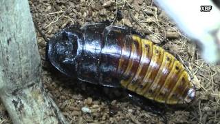 Madagascar hissing Cockroach Gromphadorhina portentosa HD [upl. by Nylazor]