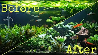 Planted Community Tank Trim [upl. by Joanna]