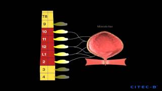 La micción 2  Inervación del tracto urinario inferior [upl. by Llieno]