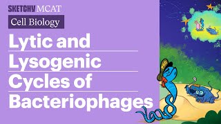 Lytic amp Lysogenic Cycles Bacteriophages Explained Full Lesson  Sketchy MCAT [upl. by Briscoe]