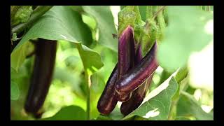 NABARD Springshed Project Empowering 300 Households through Organic Vegetable Cultivationquot [upl. by Flossi]