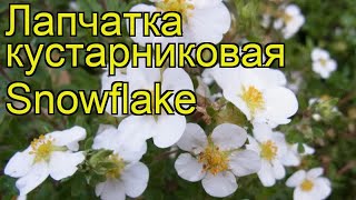 Лапчатка кустарниковая Сноуфлейк Краткий обзор описание potentilla fruticosa Snowflake [upl. by Naryk643]