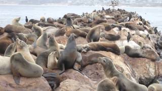 California Sea Lions in Monterey California  October 2013 [upl. by Noryt]