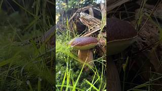 When porcini mushrooms meet wonderland Moss is its green carpet assistant mushrooms [upl. by Ellatsyrc695]