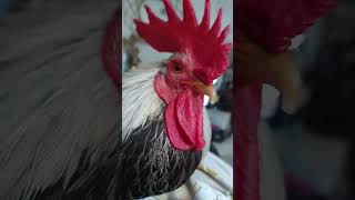 My chicken singing🐓🐓 [upl. by Antoinette]