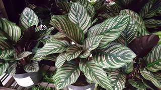 How to take care of a Calathea Plant  Donna Joshi [upl. by Egon197]