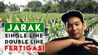 FERTIGASI 3  Jarak tanaman fertigasi yang sesuai  Single line amp Double line [upl. by Ahseken]