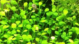 Marsilea crenata  aquascape aquatic plants to nano tanks [upl. by Scornik]