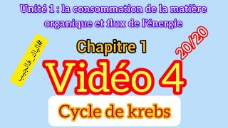 cycle de Krebs  la consommation de la matière organique et flux de lénergie [upl. by Olcott]