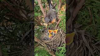 American Robin Nest  Journey from Building Nest to Chirping Nestlings [upl. by Nell]