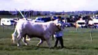 how show charolais cattle [upl. by Neelik]