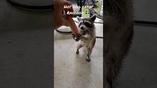 Raccoon Eats Hot Dog 🌭 wildlife [upl. by Vokay891]