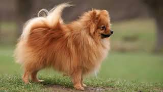 German Spitz Klein  small dog breed [upl. by Yhtimit669]