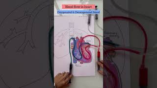 blood flow in heart oxygenated and deoxygenated blood [upl. by Anairo741]