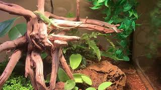 Anole Color Change with aggressive display [upl. by Hock]