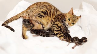 Bengal Cat Giving Birth to 5 Kittens  Beautiful amp Emotional [upl. by Atikkin]