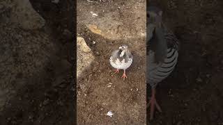 नेपालको हिमाल तिरको घोरल र चरा  Himalayan ghoral and birds oc7vlogs ghoral bids [upl. by Ardnaek933]