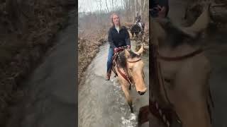 Buckskin Missouri Foxtrotter Gaited Trail Horse For Sale [upl. by Clements]