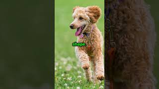 3 Fun Facts About Appenzeller Sennenhund dogbreeds doglover appenzeller furry dogfriends [upl. by Anomor683]