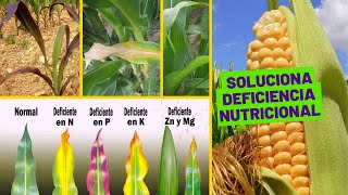 🌽 COMO IDENTIFICAR LA CARENCIA DE NUTRIENTES EN PLANTAS  Deficiencias de Nutrientes en Maíz [upl. by Cichocki]